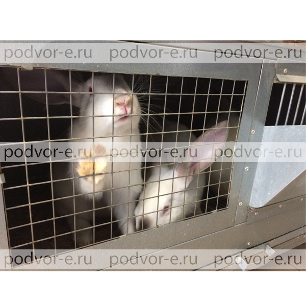 Клетка для кроликов с маточным отделением "ПРОФЕССИОНАЛ" 95-КМ-1
