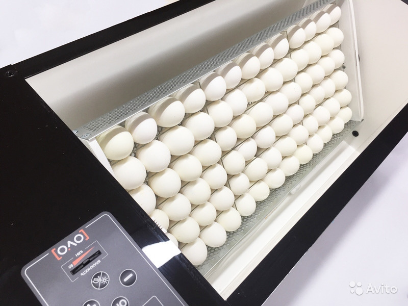 Перегородки для яиц к инкубатору OVO