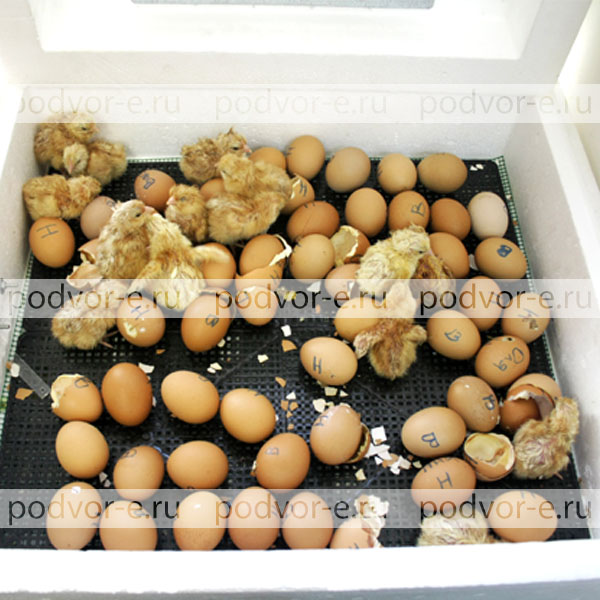 Инкубатор Несушка до 104 яиц с гигрометром