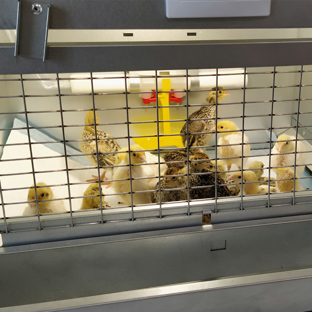 Брудер для 32 цыплят Оптима с терморегулятором