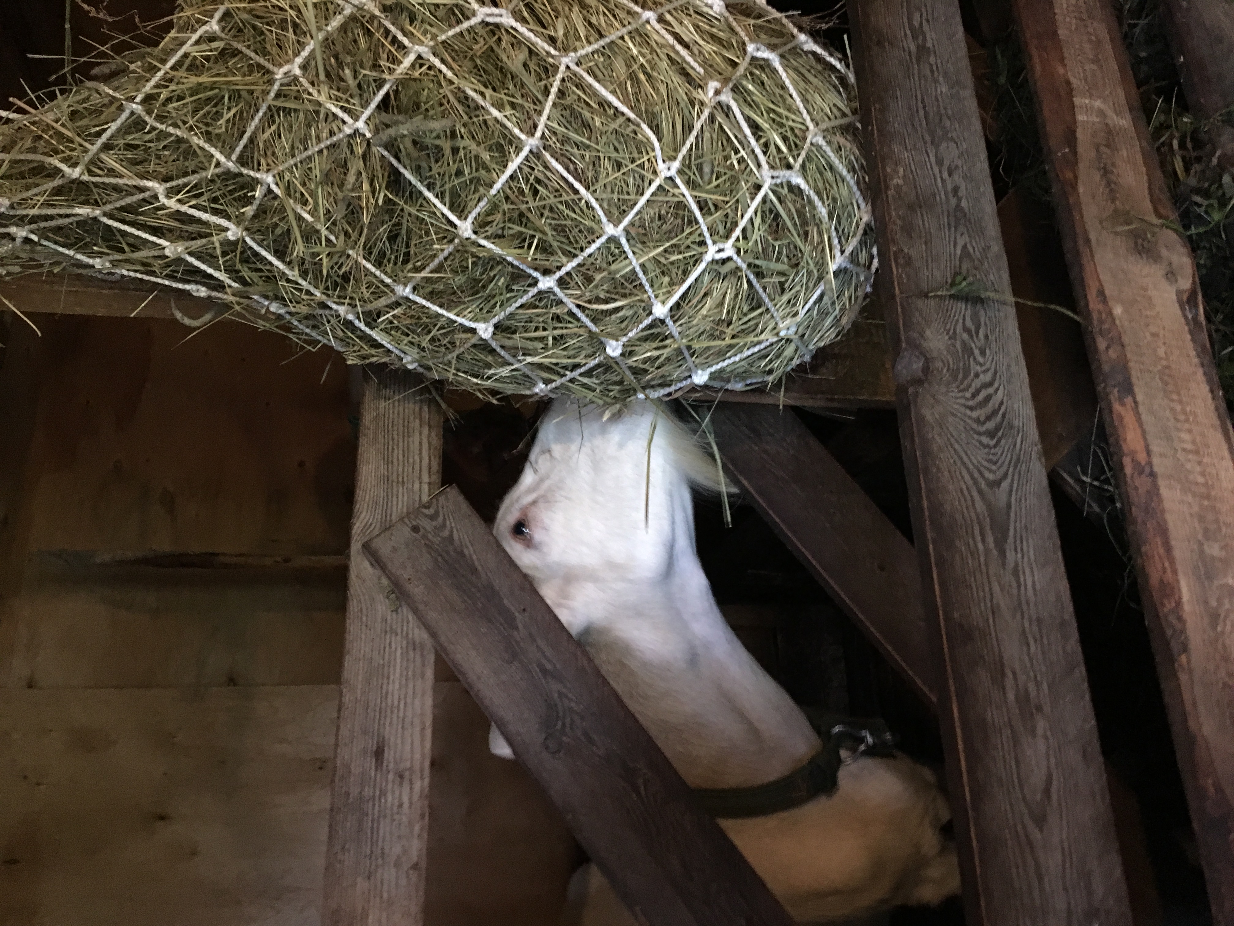 Рептух 10х10 см