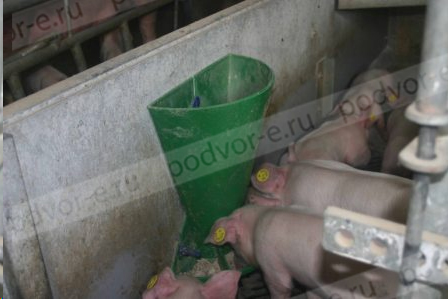 Кормушка пластиковая для подсосных поросят 5 л, OK Plast - 301