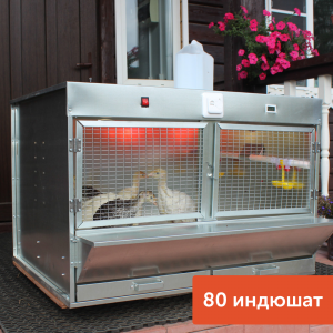 Брудер для индюшат Оптима Цифра с терморегулятором
